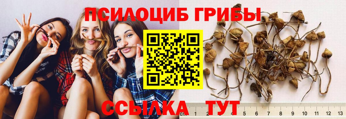 Псилоцибиновые грибы Cubensis Кубинка